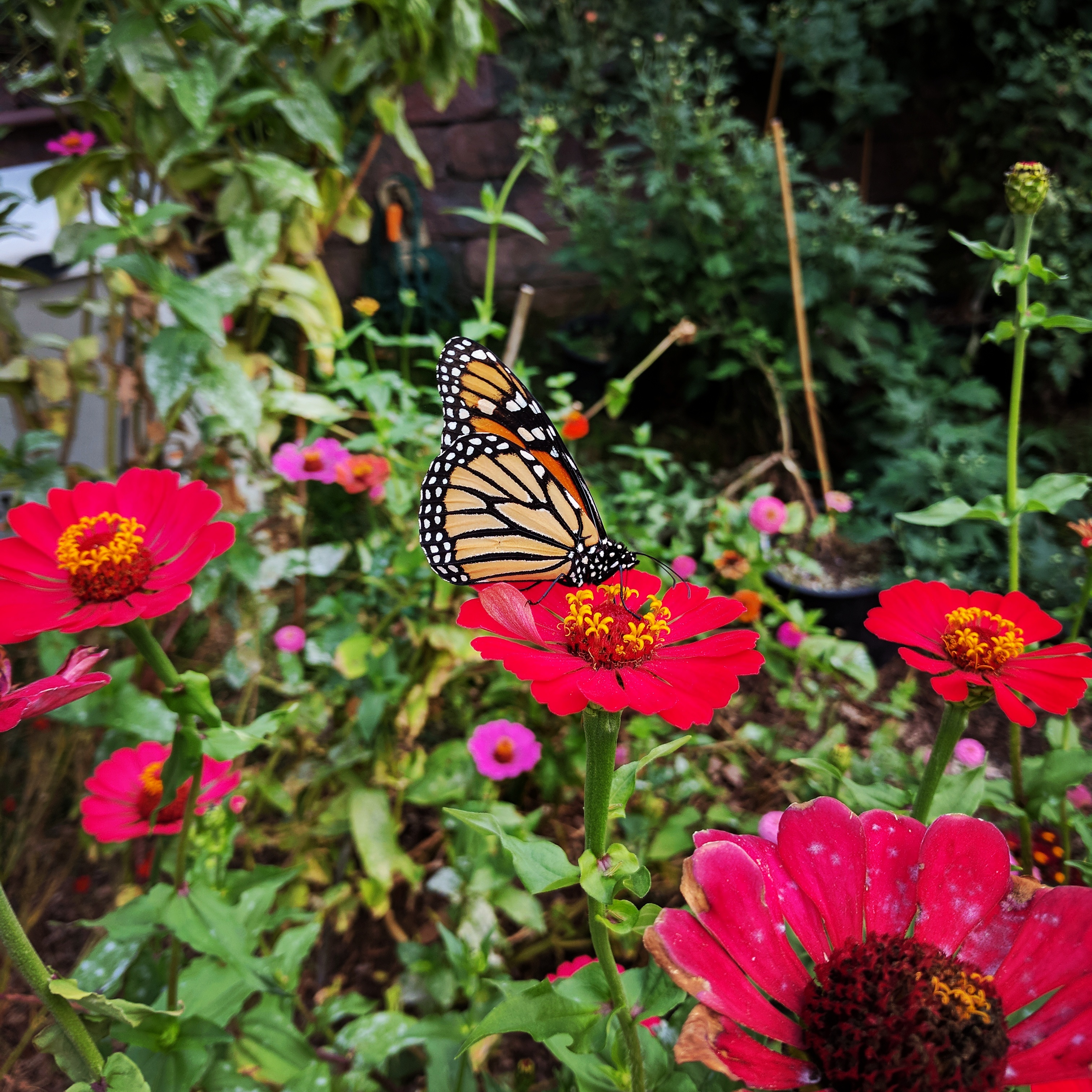 A monarch butterfly perches on a red flower. In the backround are more garden plants and a brick wall.